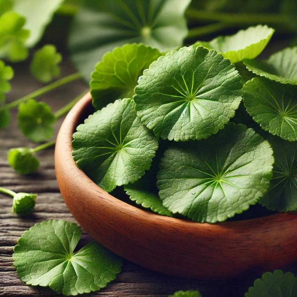 Gotu Kola (Aziatische Waternavel)