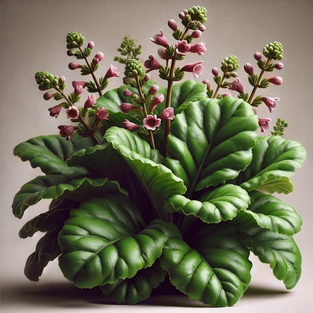 Pashanbheda (Bergenia ligulata)