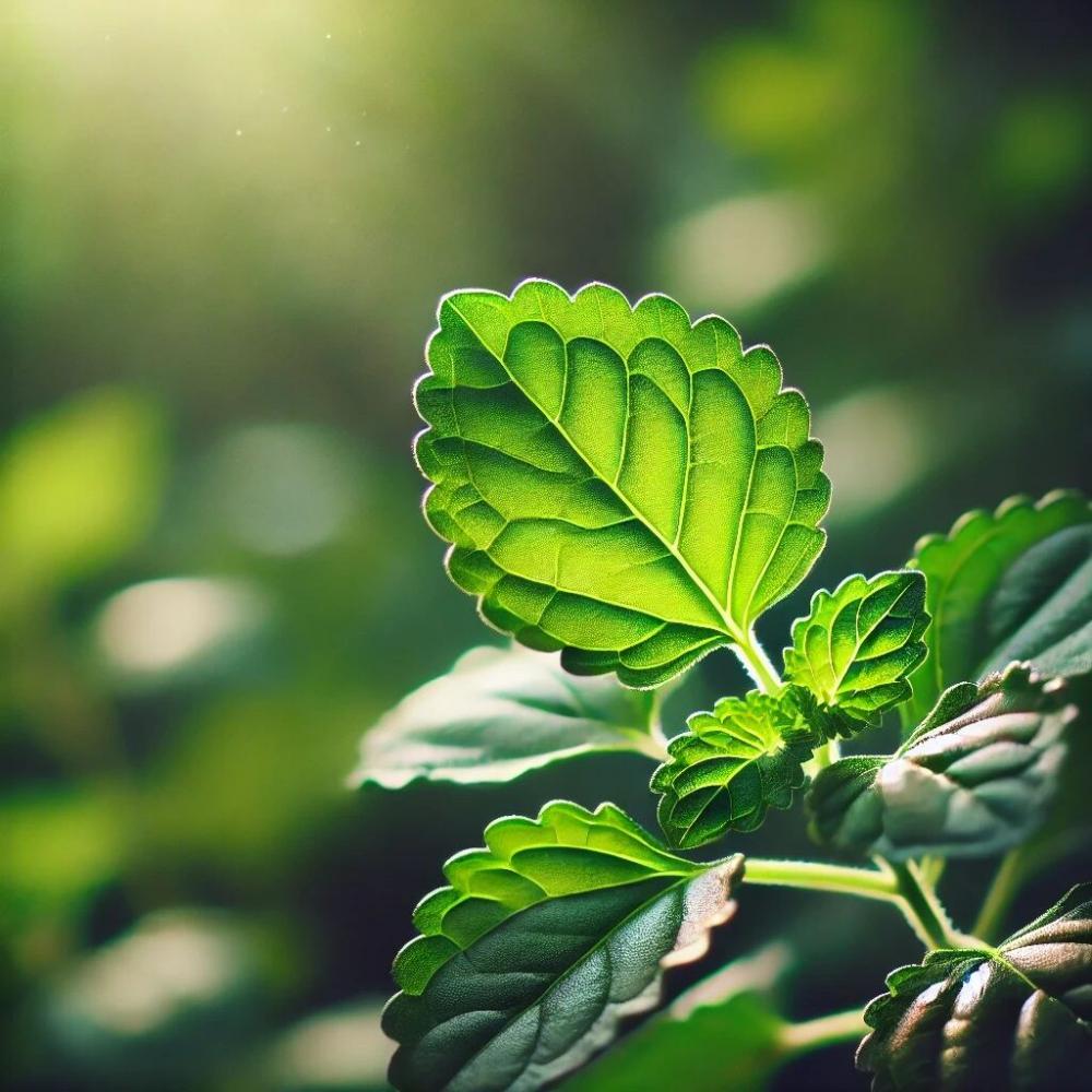 Tulsi (Holy Basil)