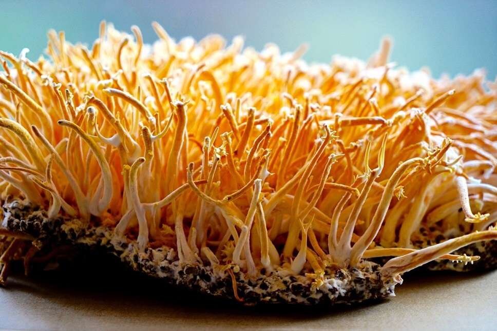 Cordyceps