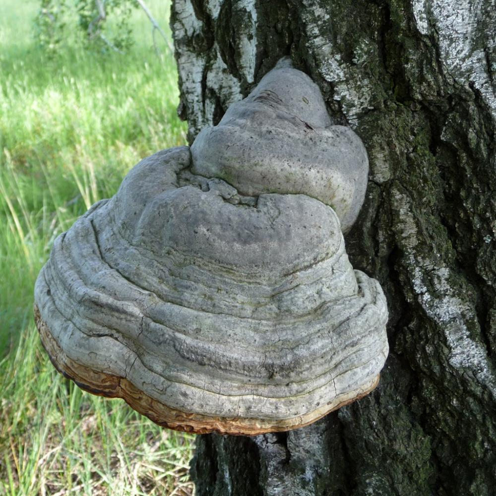 Tinder Fungus (Tonderzwam)