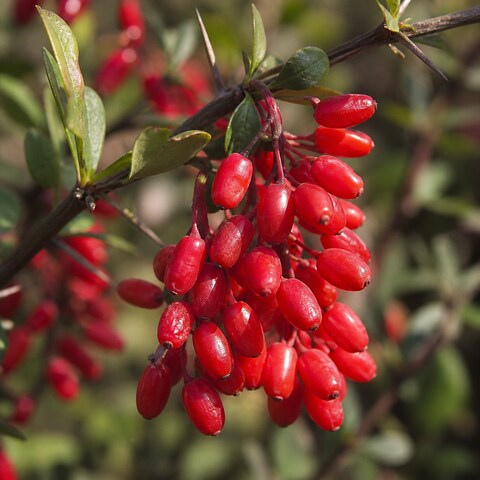 Berberine