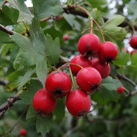 Meidoorn (Hawthorn)