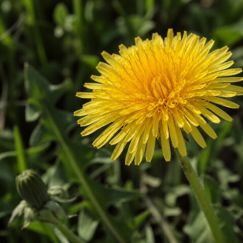 Paardenbloem