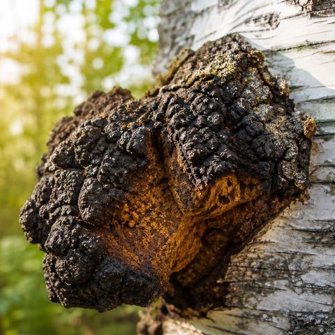 Chaga (Berkenweerschijnzwam)
