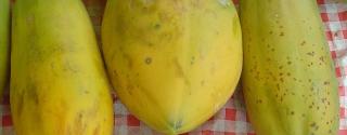 Papaja (Carica Papaya)