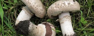 Agaricus Bisporus (Champignon)