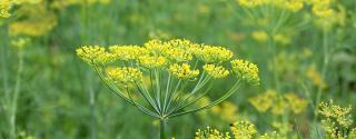 Asafoetida (Duivelsdrek)