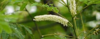 Khadira (Acacia Catechu)