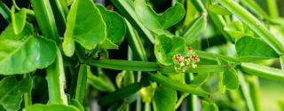 Cissus (Quadrangularis)