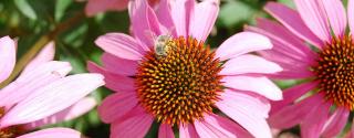 Echinacea