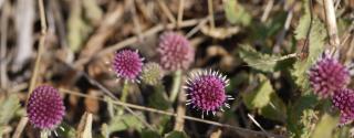 Gorakhmundi (Sphaeranthus indicus)