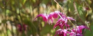 Horny Goat Weed