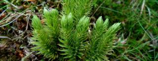Huperzia serrata (Huperzine A)
