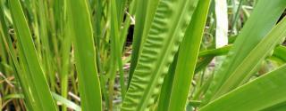 Kalmoes (Acorus calamus)