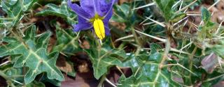 Kantakari (Solanum virginianum)