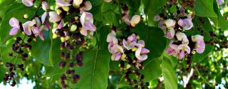 Karanja (Millettia pinnata)