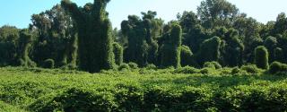 Kudzu