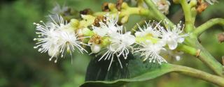 Lodhra (Symplocos racemosa)