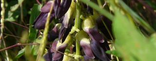 Mucuna Pruriens