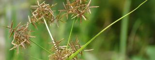 Musta (Cyperus rotundus)