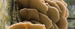 Pleurotus (Oesterzwam)