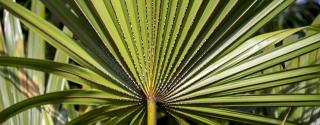 Saw Palmetto