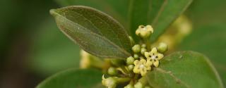 Gymnema Sylvestre