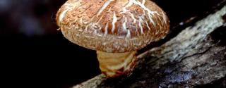 Shiitake