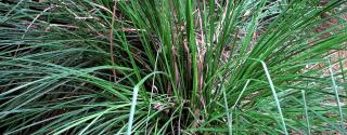 Ushira (Vetiveria Zizanioides)