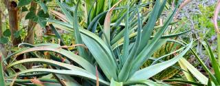 Agave