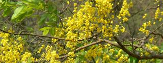 Aragvadha (Cassia fistula)