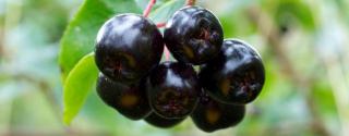 Aronia (Zwarte Appelbes) 