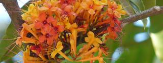 Ashoka (Saraca indica)