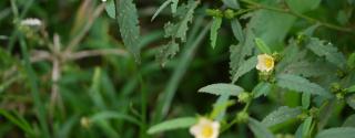 Bala (Sida cordifolia)