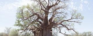 Baobab