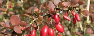 Berberine