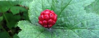 Goldenseal (Hydrastis canadensis)