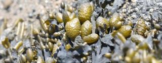 Blaaswier (Fucus vesiculosus)