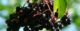 Vlierbes (Elderberry)