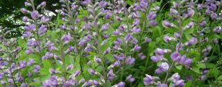 Blauw Glidkruid (Scutellaria lateriflora)