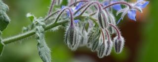 Borage Olie