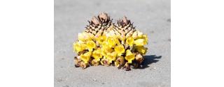 Cistanche Tubulosa