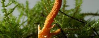 Cordyceps