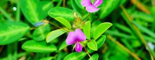 Desmodium
