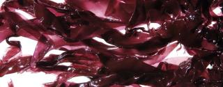 Dulse (Dilisk)