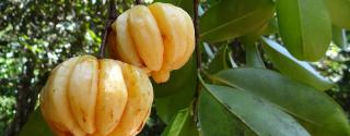 Garcinia HCA