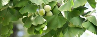 Ginkgo Biloba 