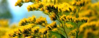 Guldenroede (Solidago)