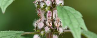 Hartgespan (Motherwort)